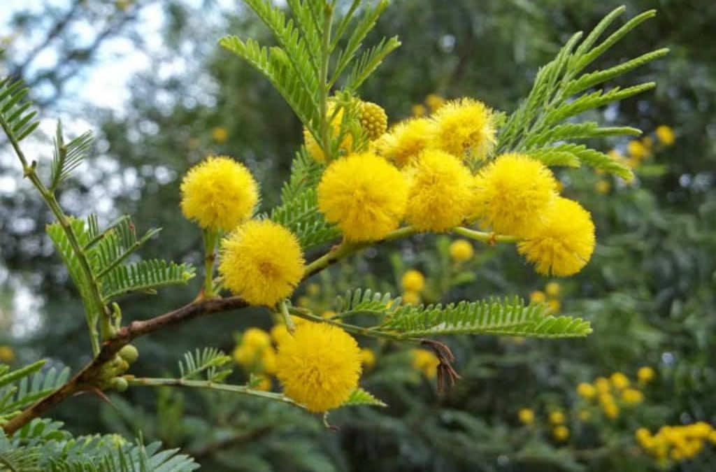 Sweet thorn encroachment in the Eastern Cape