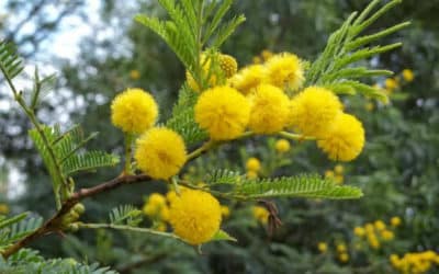 Sweet thorn encroachment in the Eastern Cape