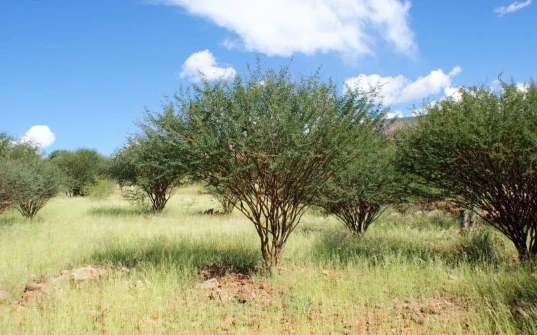 Taming the Invaders: How to Manage Bush Encroachment Effectively 